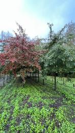 Quercus palustrus | Moeraseik bomen, Tuin en Terras, Planten | Bomen, Ophalen of Verzenden, Overige soorten