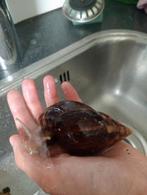 Afrikaanse reuzenslakken, Dieren en Toebehoren, Reptielen en Amfibieën