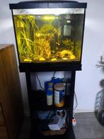 Superfish aquarium 50 op meubel zwart met vissen compleet, Dieren en Toebehoren, Vissen | Aquaria en Toebehoren, Ophalen, Gebruikt