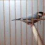 KOPPEL RIJSTVOGELS+5 KOPPELS ZEBRAVINKEN VOR 50,=/of apart, Dieren en Toebehoren, Vogels | Overige Vogels, Meerdere dieren, Tropenvogel