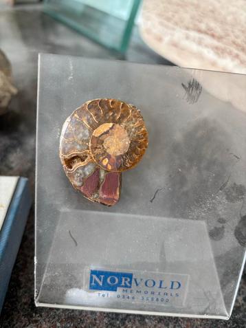 Ammoniet Fossiel beschikbaar voor biedingen