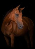Arabische volbloed merrie 8 jaar, Dieren en Toebehoren, Paarden, Merrie, Minder dan 160 cm, 7 tot 10 jaar