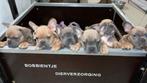 Werpkist kleine hond en puppyren te huur, Dieren en Toebehoren, Hondenbenches, Ophalen