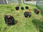 Cochin krulveer en gladveer hanen, Dieren en Toebehoren, Pluimvee, Mannelijk, Kip