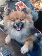 Pomeriaan Dekreu, Dieren en Toebehoren, Rabiës (hondsdolheid), Reu, 1 tot 2 jaar, Eén hond
