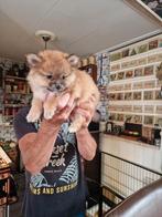 Pomeriaan pups, Dieren en Toebehoren, Honden | Chihuahua's en Gezelschapshonden, Rabiës (hondsdolheid), Overige rassen, 8 tot 15 weken