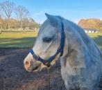 Prachtige Welsh A merrie., Dieren en Toebehoren, Pony's, Merrie, 3 tot 6 jaar, B pony (1.17m tot 1.27m), Onbeleerd