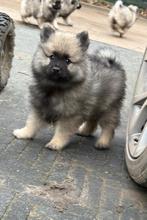 Keeshond puppy wolfsgrauw middelgroot reutjes, Dieren en Toebehoren, Keeshond, Reu, Meerdere, Nederland