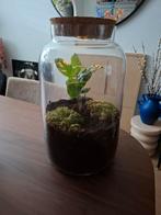 terrarium met verlichting / ecosysteem, Huis en Inrichting, Kamerplanten, Ophalen