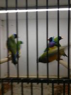 Gould amadines, Dieren en Toebehoren, Mannelijk, Tropenvogel, Geringd