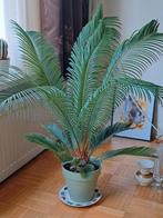 Prachtige Cycas Revoluta, Ophalen, Palm, Halfschaduw, In pot