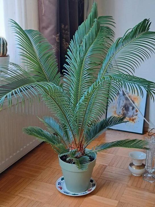 Prachtige Cycas Revoluta, Huis en Inrichting, Kamerplanten, Palm, Minder dan 100 cm, Groene kamerplant, Halfschaduw, In pot, Ophalen