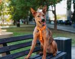 Bobrik zoekt zijn familie, Particulier, Reu, Buitenland, Eén hond