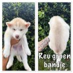 Husky pup’s, Dieren en Toebehoren, Poolhond, Meerdere, Meerdere dieren, Nederland
