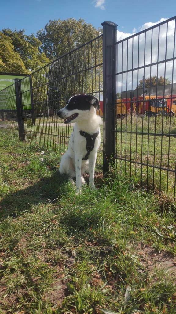 Lieve Brandy in Nederland, Dieren en Toebehoren, Honden | Niet-rashonden, Middel, Teef, Particulier, Eén hond, Buitenland, 15 weken tot 1 jaar