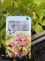 Epimedium ‘rubrum’, Ophalen, Overige soorten, Halfschaduw