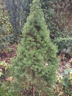 Dwergspar (Picea glauca Conica), Tuin en Terras, Planten | Bomen, Ophalen, Bloeit niet, Halfschaduw, Overige soorten
