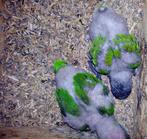 Jonge oranje buik bonte boeren, Dieren en Toebehoren, Vogels | Parkieten en Papegaaien, Geslacht onbekend, Papegaai, Geringd