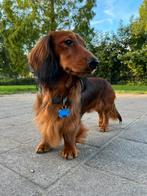 Dekreu aangeboden teckel (met stamboom), Reu, 1 tot 2 jaar, Eén hond, Nederland