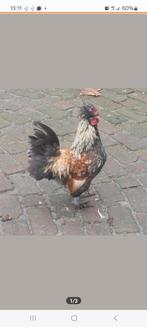 Haan hanen gratis, Dieren en Toebehoren, Pluimvee, Mannelijk, Kip