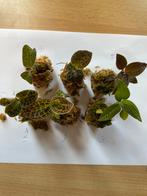 5 jewel orchideeen (+ 1 gratis)(set2), Huis en Inrichting, Kamerplanten, Verzenden, Overige soorten, Minder dan 100 cm