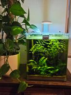 Drennerle aquarium met vuurgarnalen en physidae slakken, Dieren en Toebehoren, Vissen | Aquaria en Toebehoren, Ophalen, Zo goed als nieuw