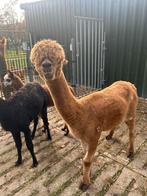 Alpaca merrie, Dieren en Toebehoren, Mei, Vrouwelijk