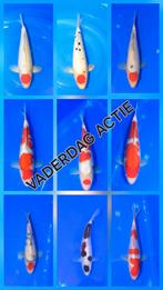 Vaderdag actie alle koi  25% korting, Dieren en Toebehoren, Vissen | Vijvervissen, Karper of Koi