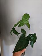5 syngonium stekken bij elkaar, Huis en Inrichting, Kamerplanten, Ophalen of Verzenden, Halfschaduw, Minder dan 100 cm