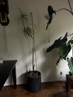 Weg te geven, Tuin en Terras, Planten | Bomen, Bloeit niet, Overige soorten, 100 tot 250 cm, Ophalen