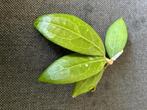 Hoya erythrostemma ‘Banglane‘, Ophalen of Verzenden, Halfschaduw, Minder dan 100 cm