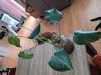 Monstera stek, Huis en Inrichting, Kamerplanten, Ophalen, Overige soorten, Minder dan 100 cm