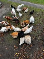 Kippen te koop, Meerdere dieren, Kip