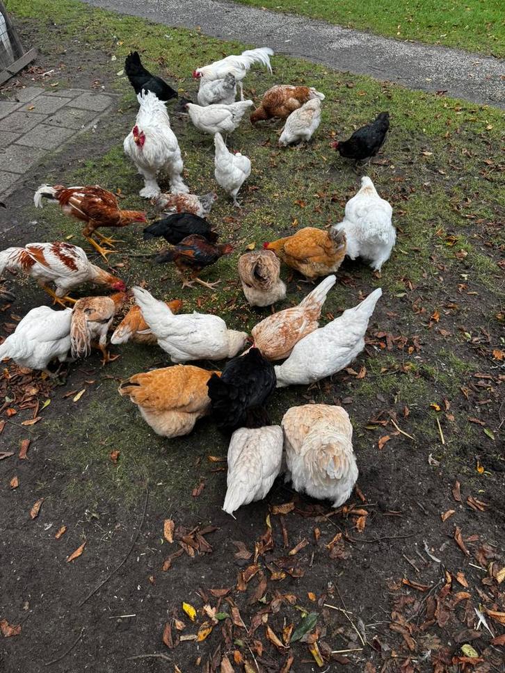 Kippen te koop, Dieren en Toebehoren, Pluimvee, Kip, Meerdere dieren