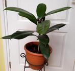 Ficus in kunststof pot 57 CM inclusief pot, Groene kamerplant, Ophalen, In pot, Minder dan 100 cm