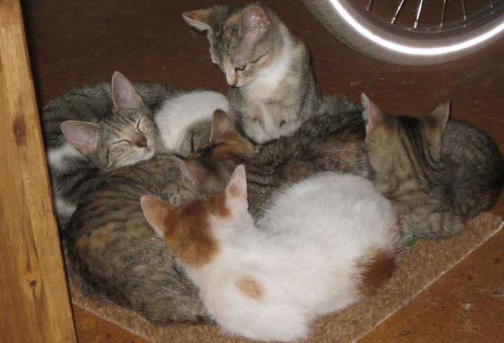 Mooie, 4 ras-achtig uitziende, kittens!, Dieren en Toebehoren, Katten en Kittens | Overige Katten, Kortharig, Meerdere dieren