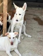 ZEER ZACHTAARDIG LIEF ZORGZAAM JONG REUTJE BENNIE, Particulier, Rabiës (hondsdolheid), 15 weken tot 1 jaar, Reu