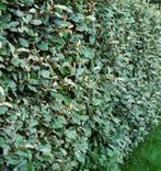 Snoei afval Olijfwilg, Tuin en Terras, Ophalen, Overige soorten, Minder dan 100 cm