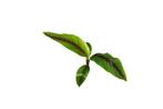 Musa itinerans forma india bananenplant, Tuin en Terras, Planten | Bomen, In pot, Minder dan 100 cm, Halfschaduw, Overige soorten