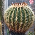 cactus groot 40cm gezond, Ophalen, Cactus, Volle zon, Minder dan 100 cm