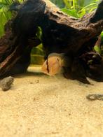 Vrouwelijke sleutelgatcichlide gezocht, Dieren en Toebehoren, Vissen | Aquariumvissen