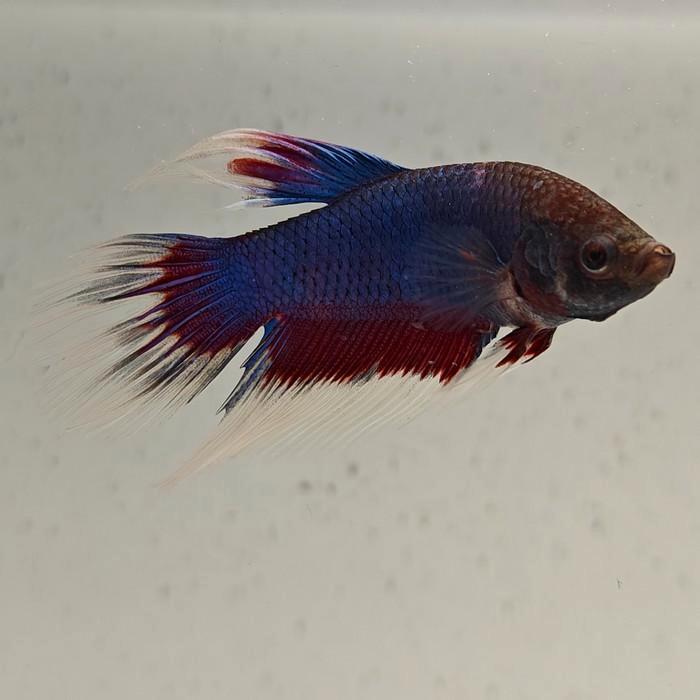 Betta splendens man 75, Dieren en Toebehoren, Vissen | Aquariumvissen, Vis