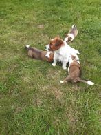 jack russel x bordercollie pups, Jack Russell Terriër, Meerdere, Meerdere dieren, Nederland