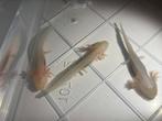 Baby Axolotl Roze/wit, Dieren en Toebehoren, Overige soorten, 0 tot 2 jaar