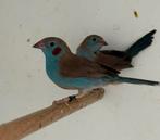 Roodwang blauwfazantje - Uraeginthus bengalus, Meerdere dieren, Tropenvogel, Geringd