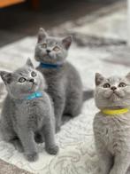 Britse Korthaar British Short Hair, Dieren en Toebehoren