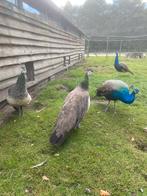 Blauwe Pauwen, Dieren en Toebehoren, Pluimvee, Meerdere dieren, Overige soorten