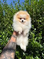 Pomeriaan, 8 tot 15 weken, Buitenland, Eén hond, Fokker | Professioneel