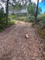 Honden uitlaten., Uitlaatservice