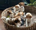 Zeer speciale BEAGLE x KOOIKER pups, Dieren en Toebehoren, Parvo, Nederland, 8 tot 15 weken, Meerdere
